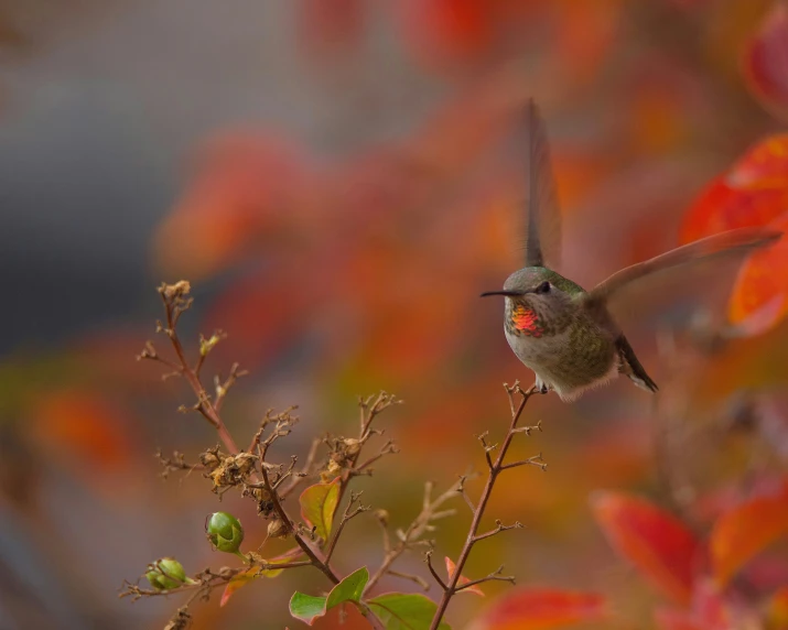 a small bird flies low to a tree