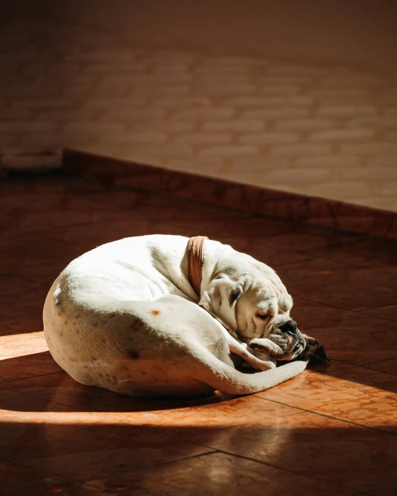 the small dog is sleeping in his bed on the floor