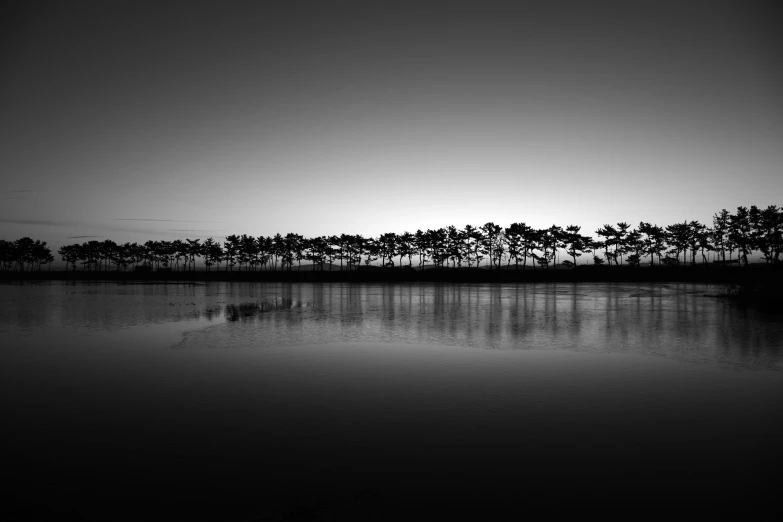 black and white pograph of trees and sky