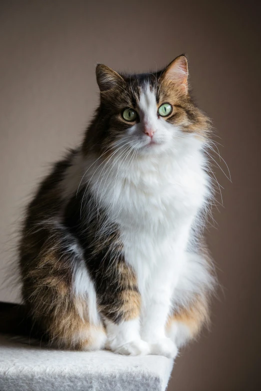 a cat is sitting on top of a white box