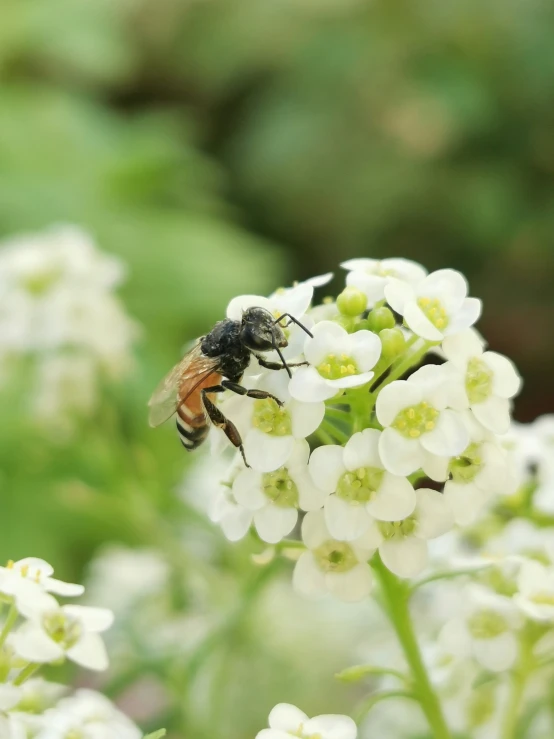 a close up of flowers with a bee in the middle