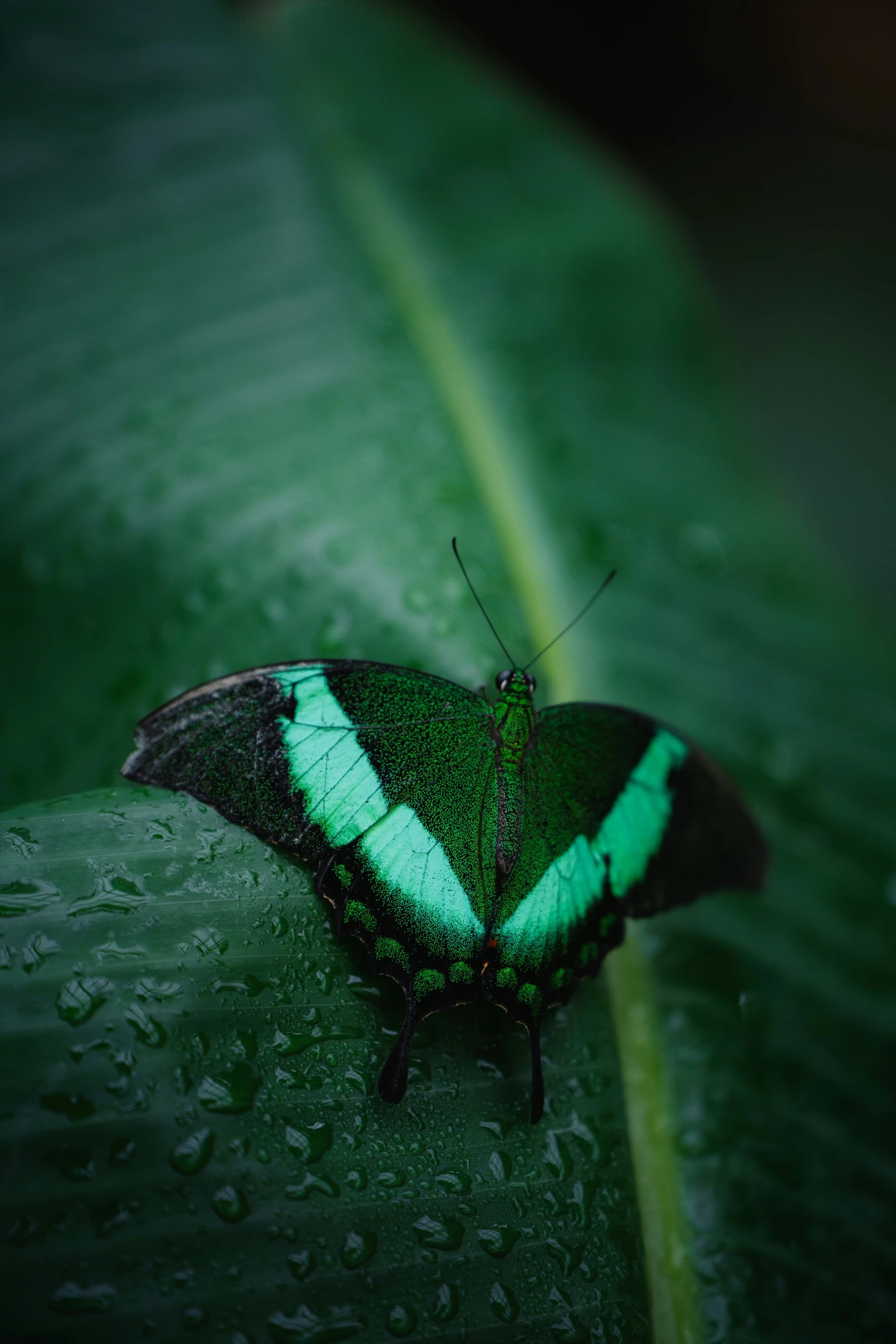 green and black erfly sitting on green leaves