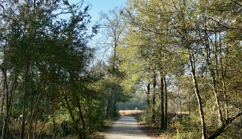 a trail in the woods is winding through the leaves