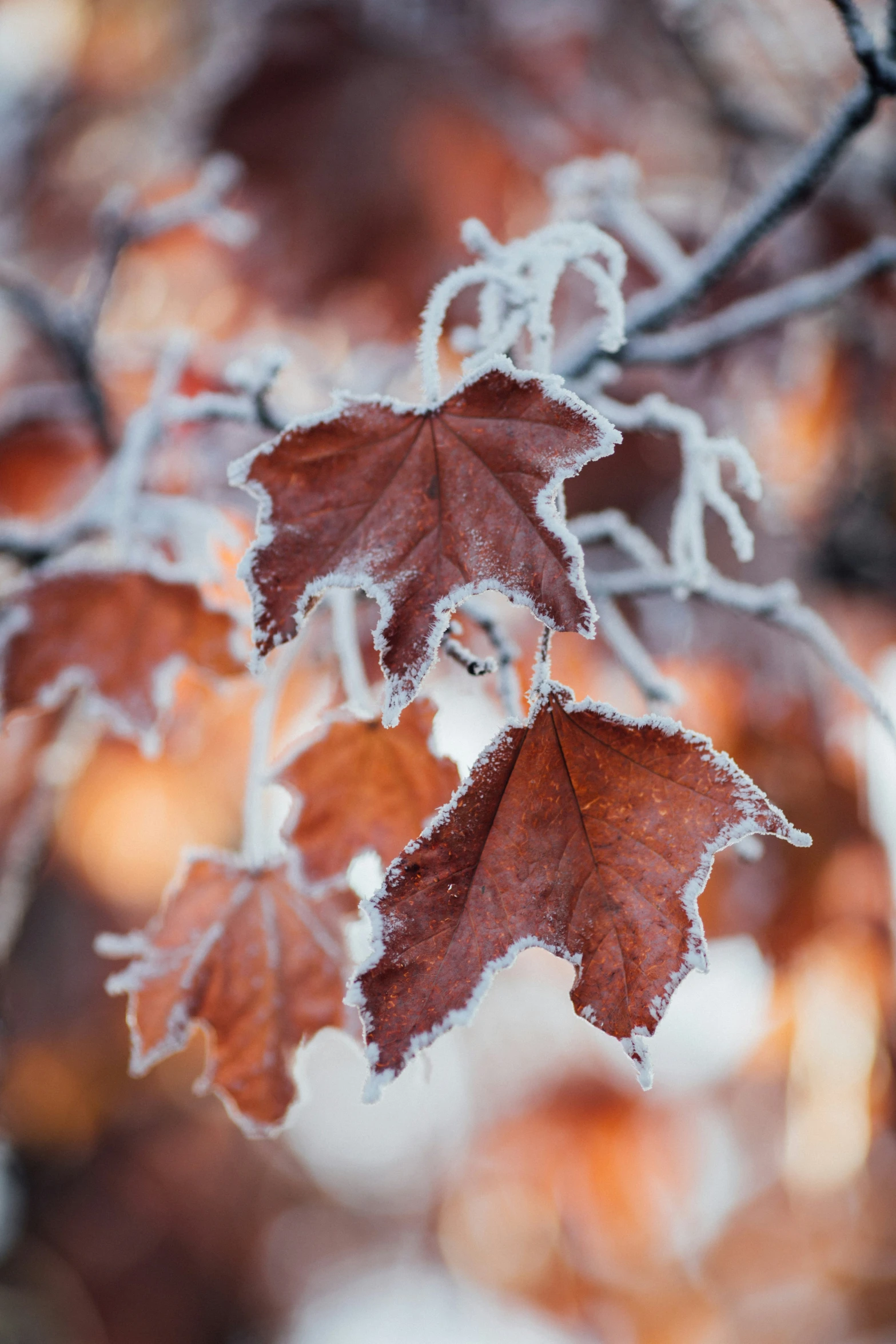 a red leaf hanging on the nch with frost on it