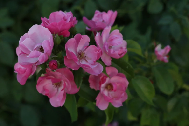 some pink flowers are blooming outside and green