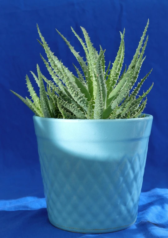 a pot with a green cactus sitting on top of it