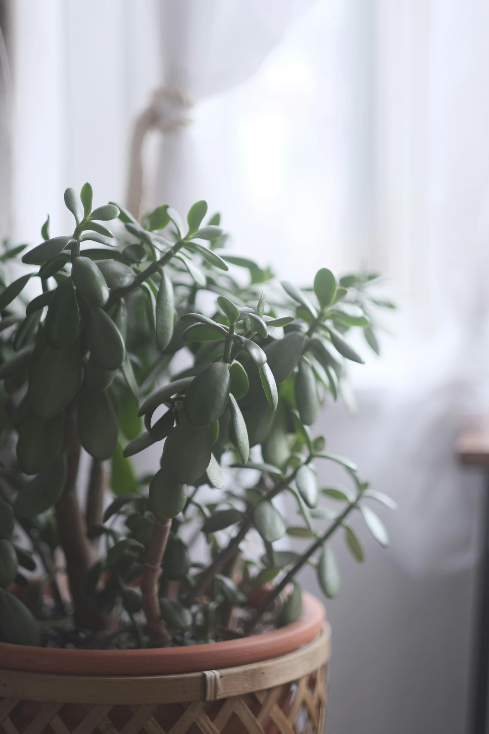 a house plant that has turned brown in a basket