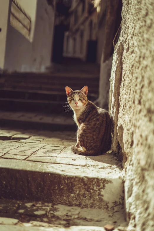 a cat sitting on some steps in a stone wall