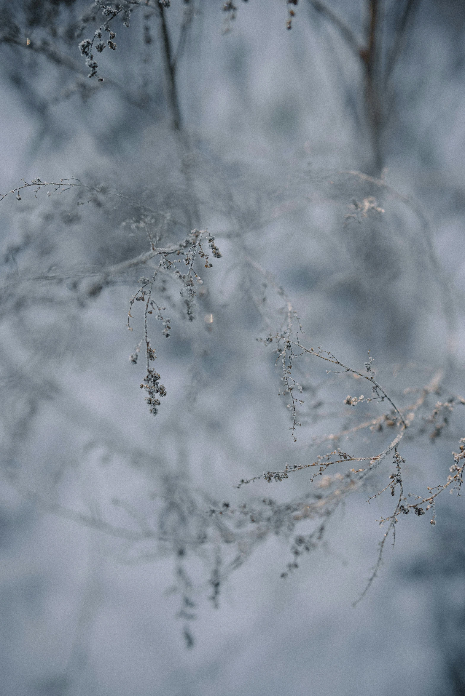 a tree in winter on a cloudy day