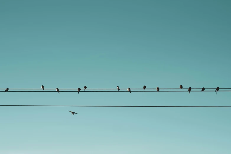 there are several birds that are perched on wires