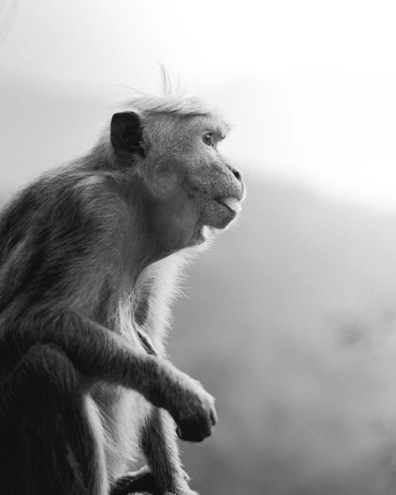 a monkey sitting on top of a ledge