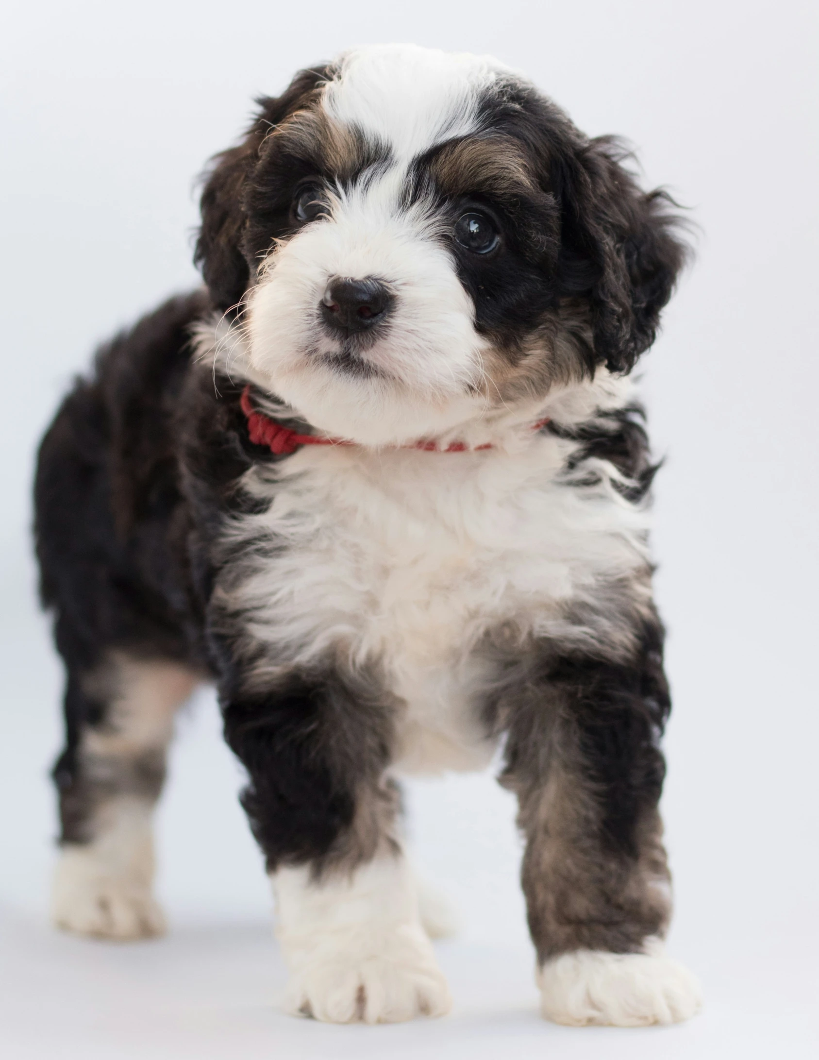 a small puppy with a collar on standing