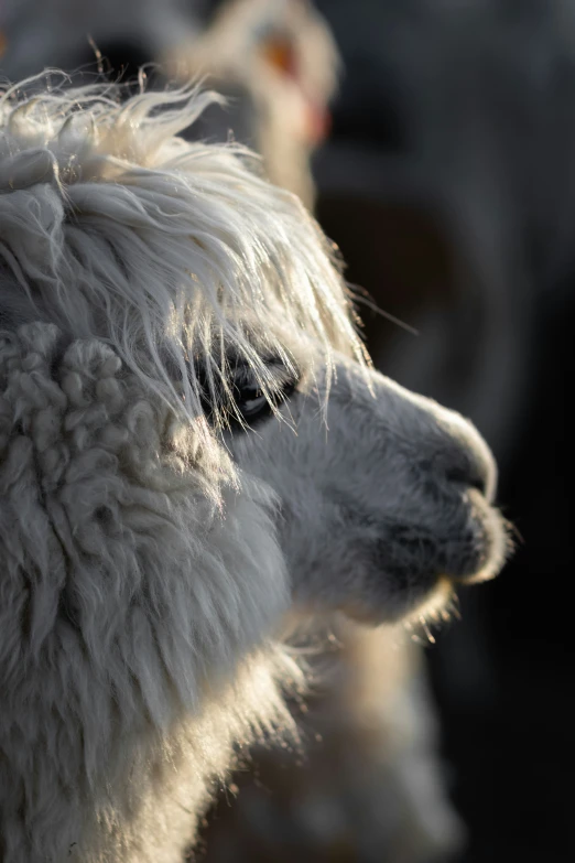 two white poodles with long hair in an outdoor setting