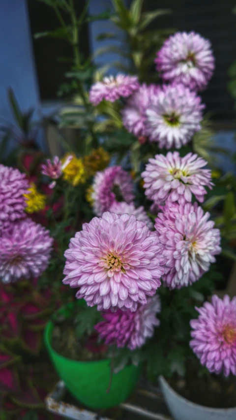 a bunch of purple flowers in a green pot