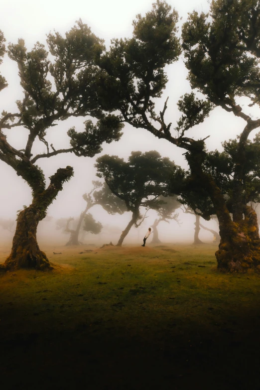 two elephants are walking past two tall trees