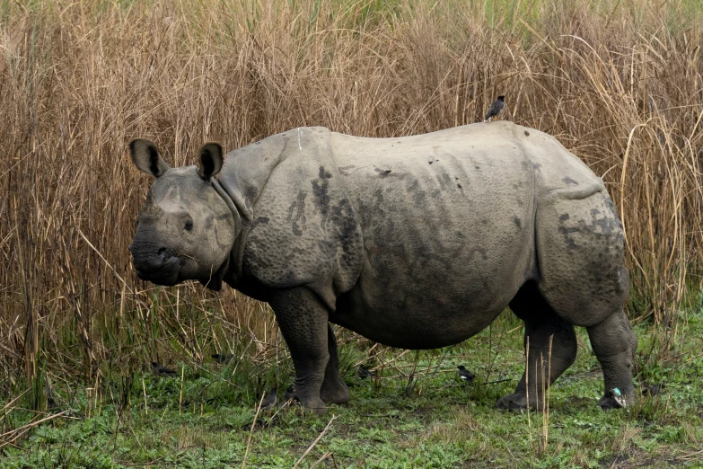 a rhino in grassy area near reeds with birds