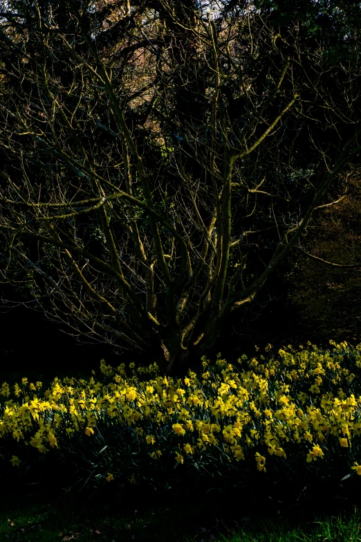 the back of a bench near some trees and flowers