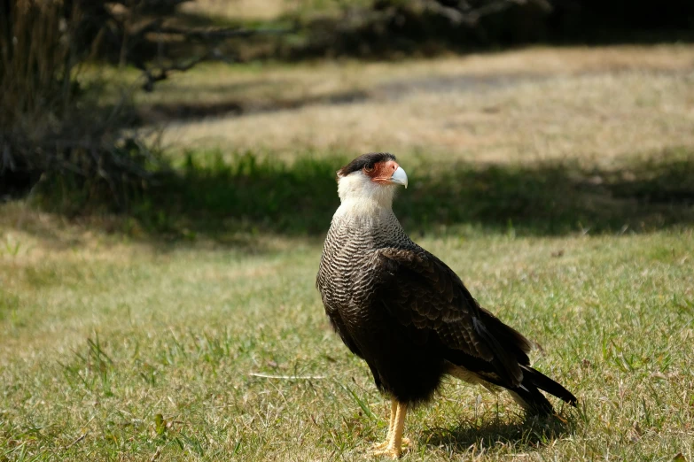 a bird stands in the grass, facing away