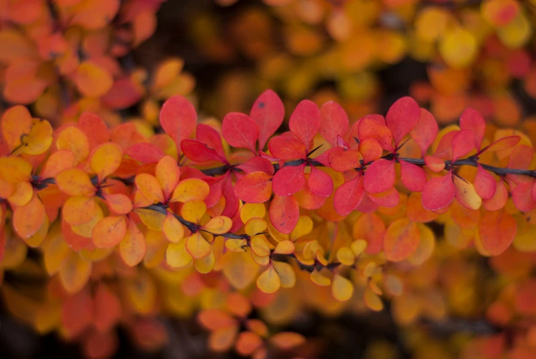 small red flowers that are growing from a tree nch