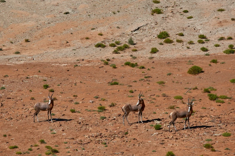 there are some wild animals roaming in the desert