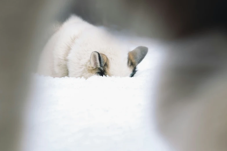 a polar bear is sleeping in the snow