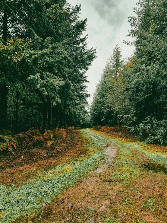 a lone road runs through a row of tall trees