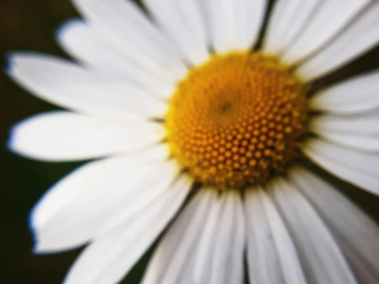 close up of the center of a white daisy