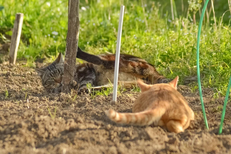 an orange cat and an orange cat in some dirt