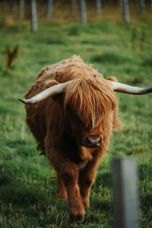 a bull with big horns running in the field