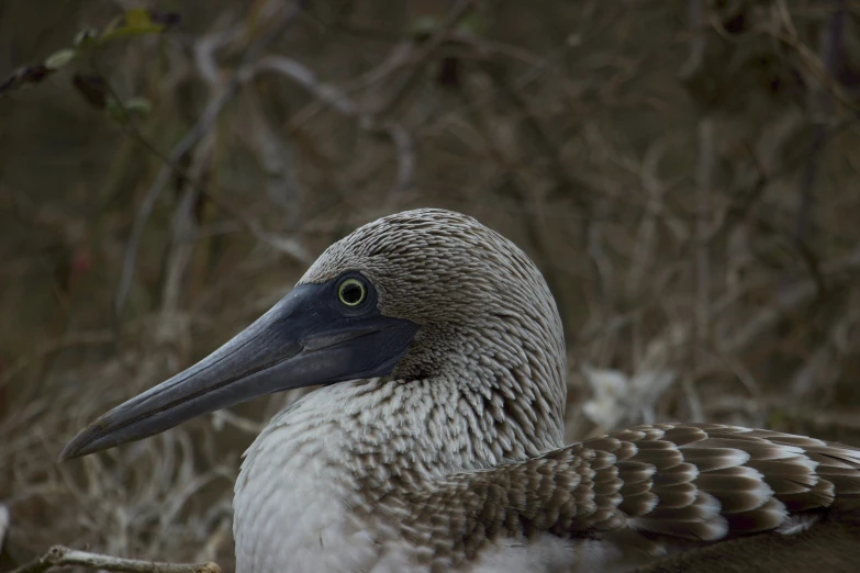 a close up of a water bird in front of trees