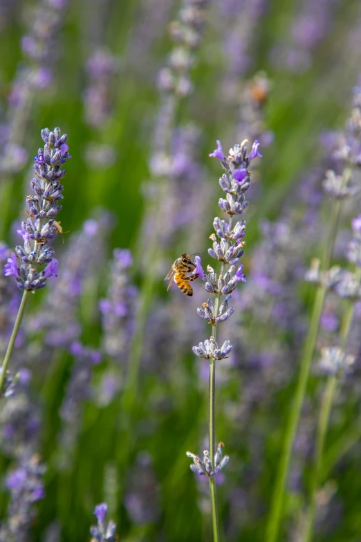 a yellow bee that is on a lavender plant