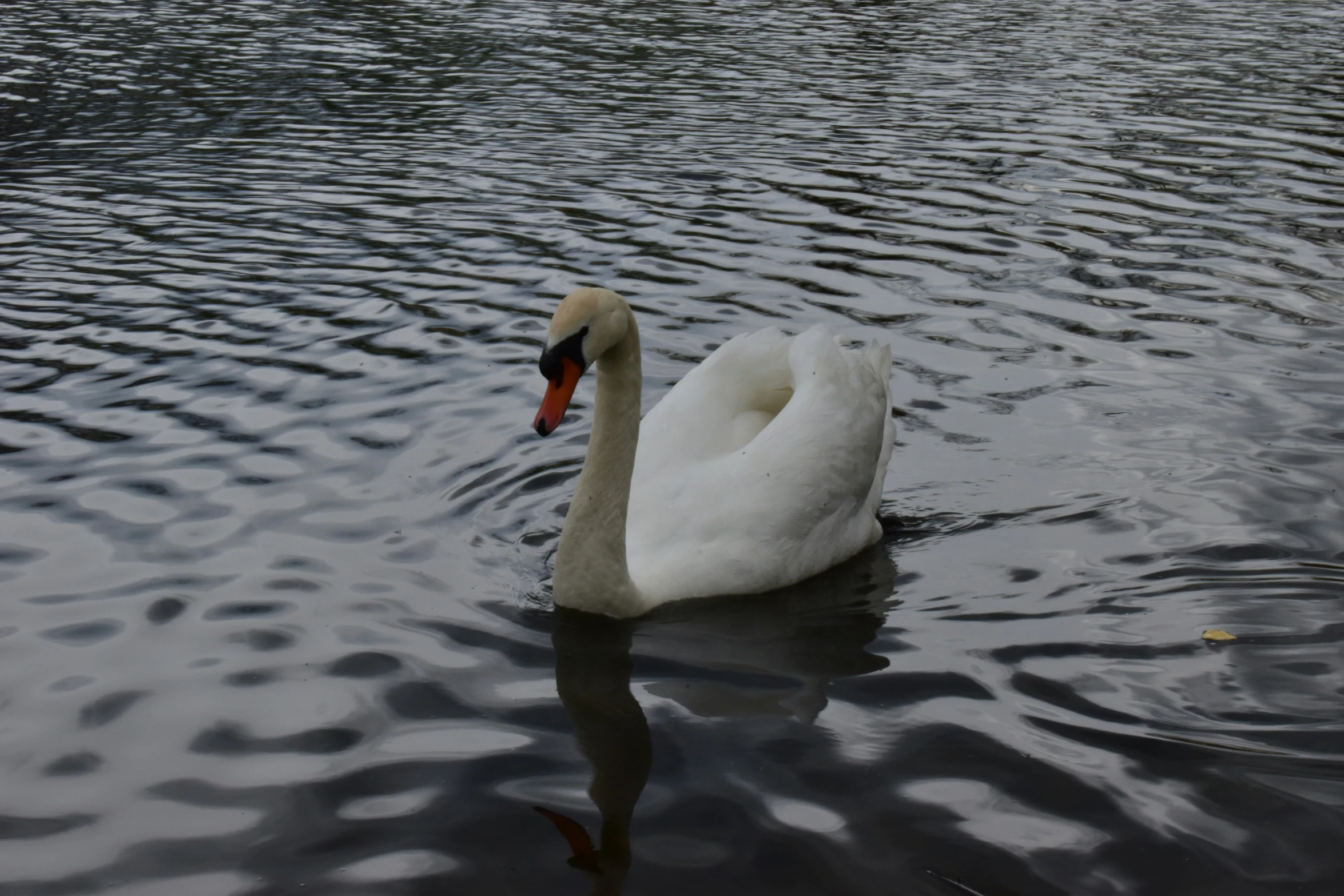 the bird is swimming in a lake