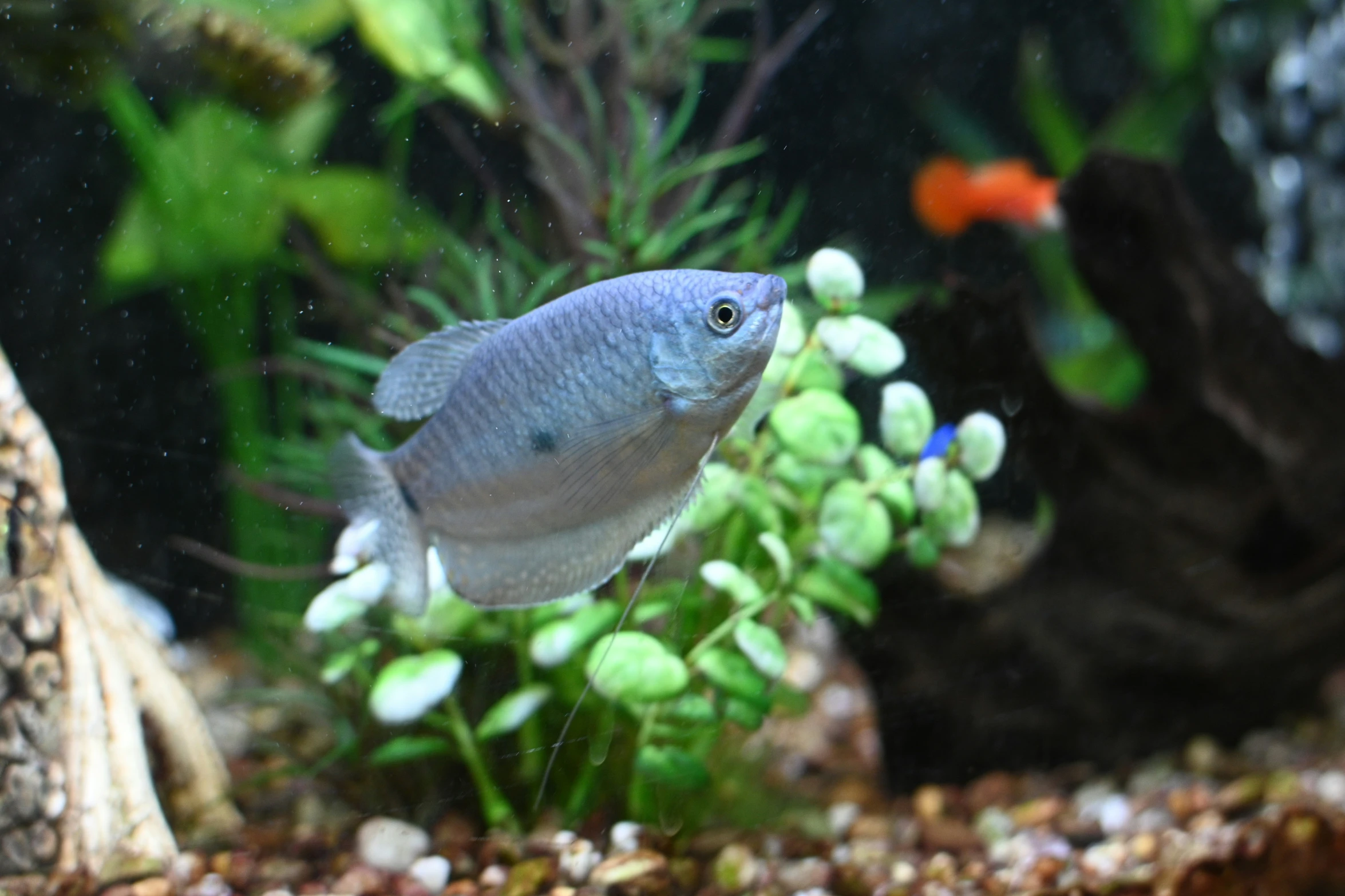 an aquarium with fish and other colorful marine life