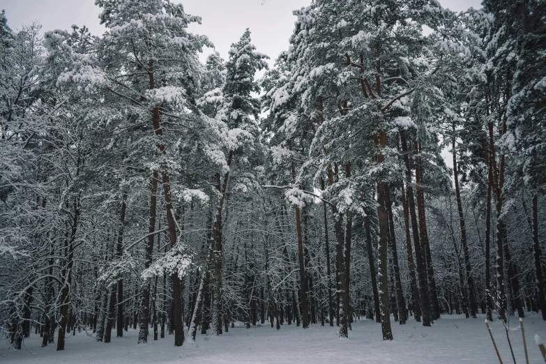 snow covers trees in the middle of a forest