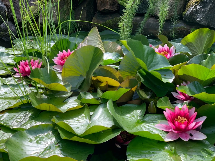 several pink water lilies grow in a pond