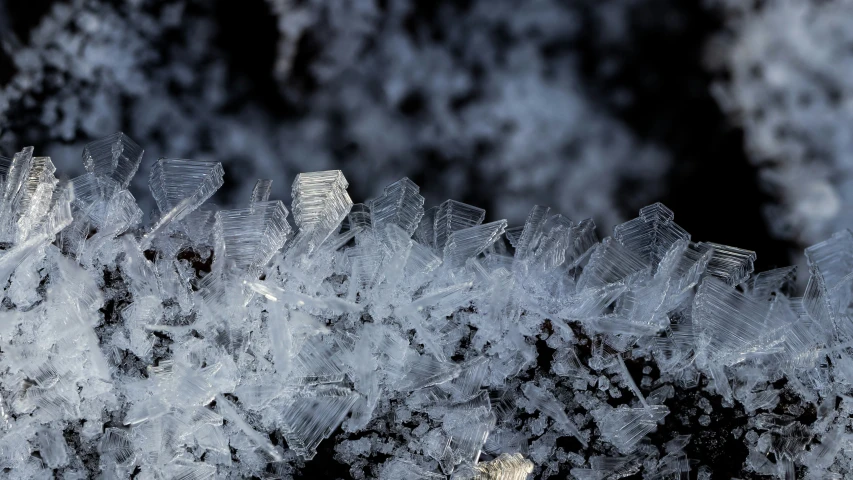 there is a small group of leafy plants covered in snow