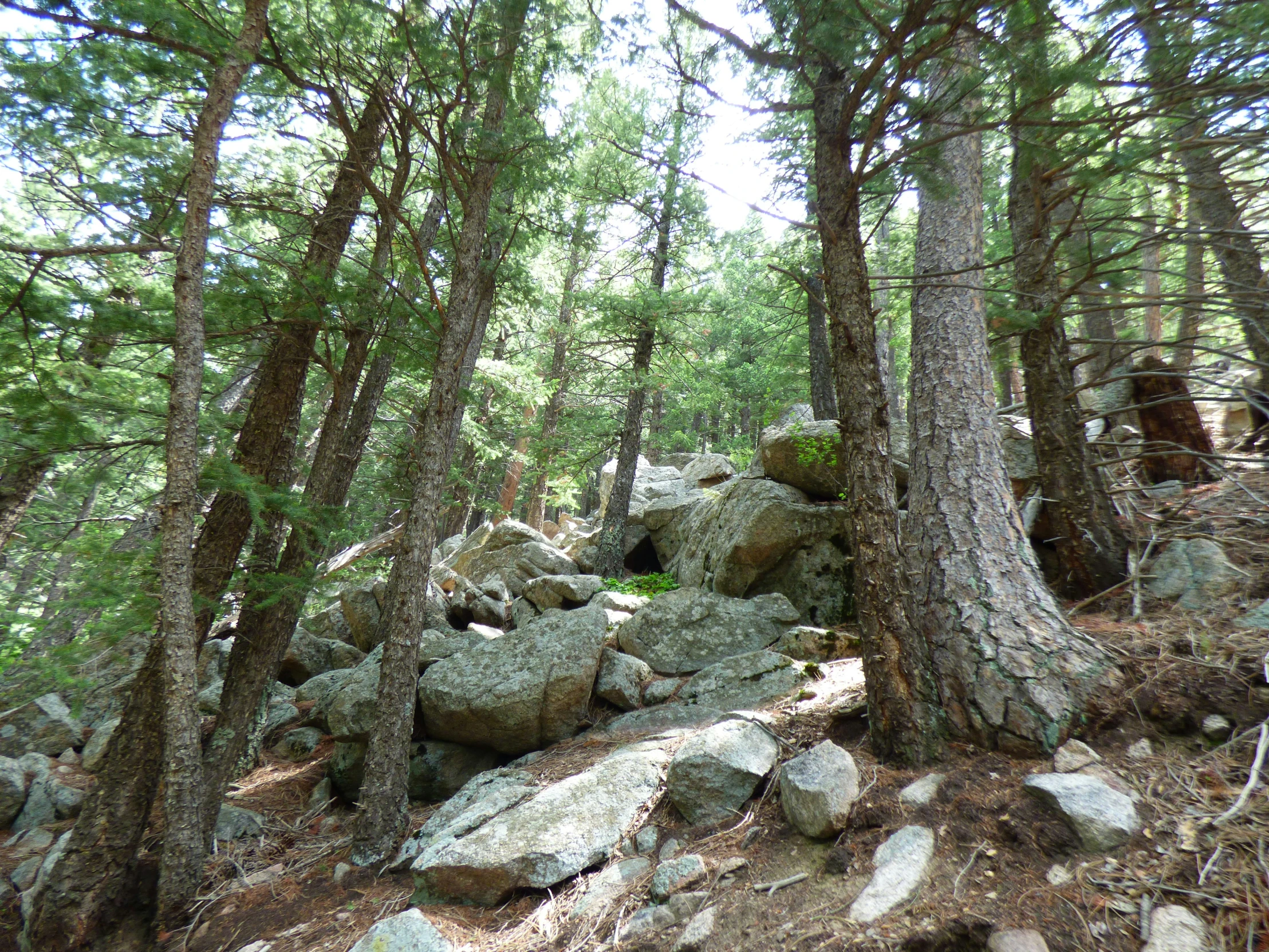 a wooded area of rocky hills with large rocks and pine trees