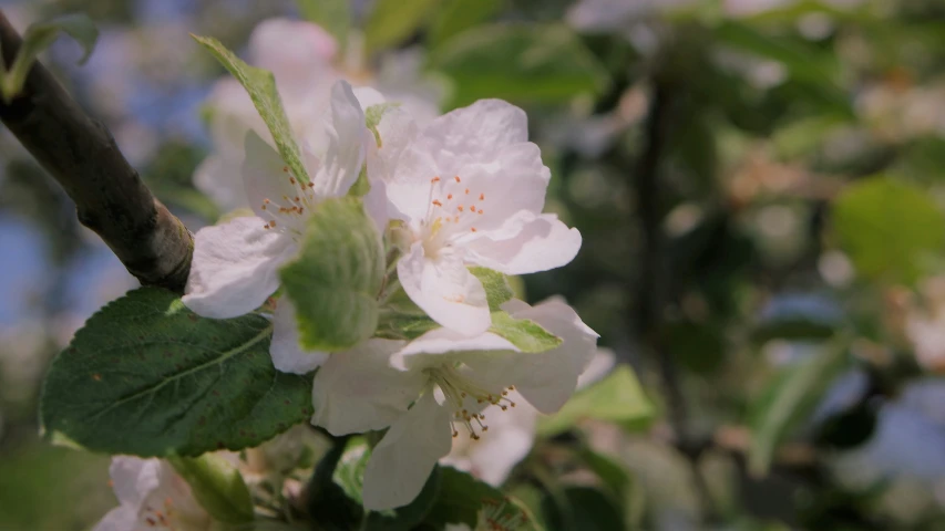 some flowers that are blooming on the nch