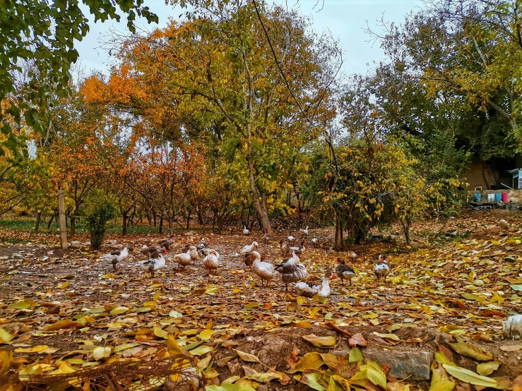 many birds are standing on the ground covered in leaves