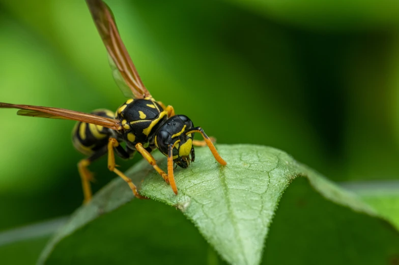 a black and yellow insect is standing on a green leaf