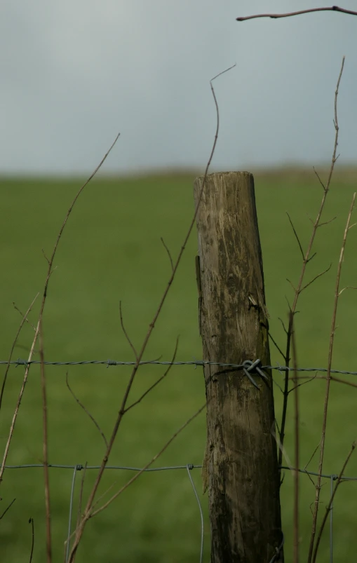 a bird perches on the trunk of a tree