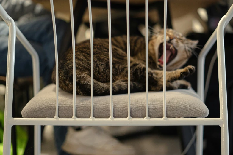 a cat yawns as it sits in a metal cage