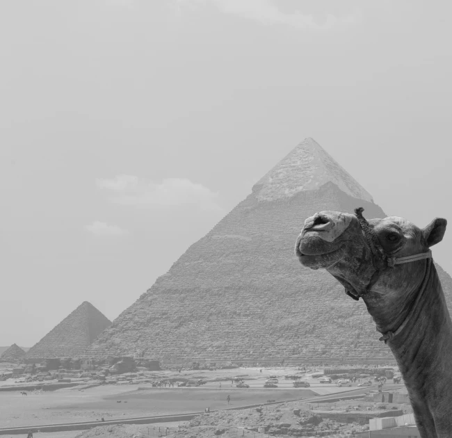 a camel standing in front of a mountain