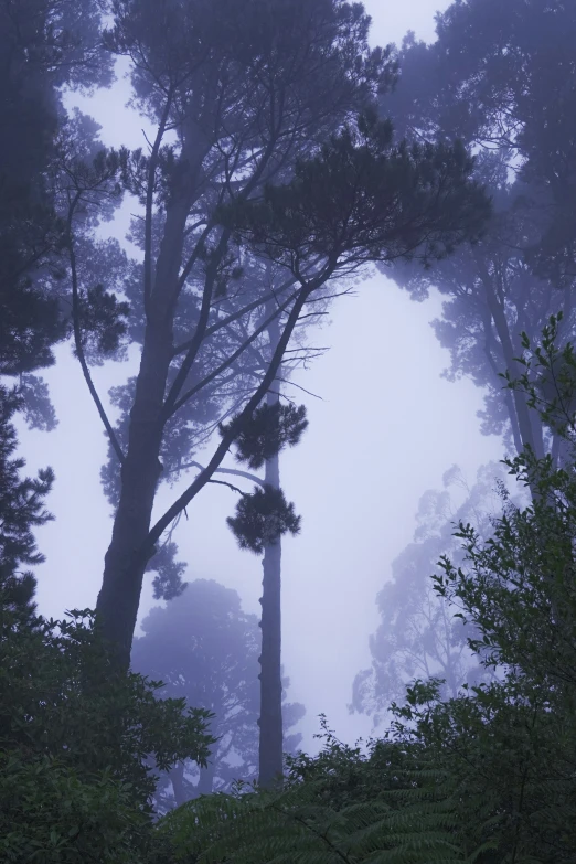 a thick thick forest in the fog with three tall trees