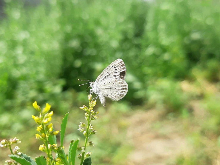 a erfly sitting on top of a tall green plant