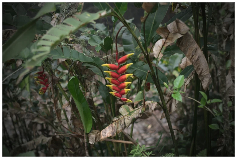 a colorful plant with very tiny red flowers