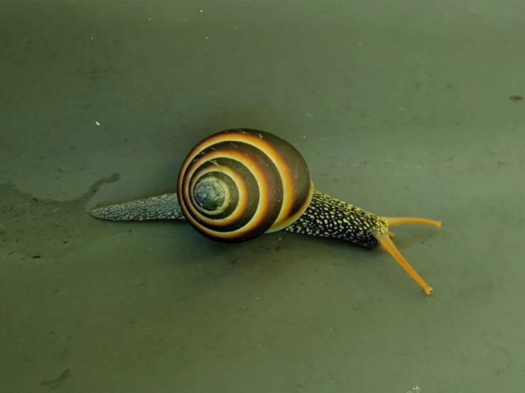 the snail is looking out from under the water