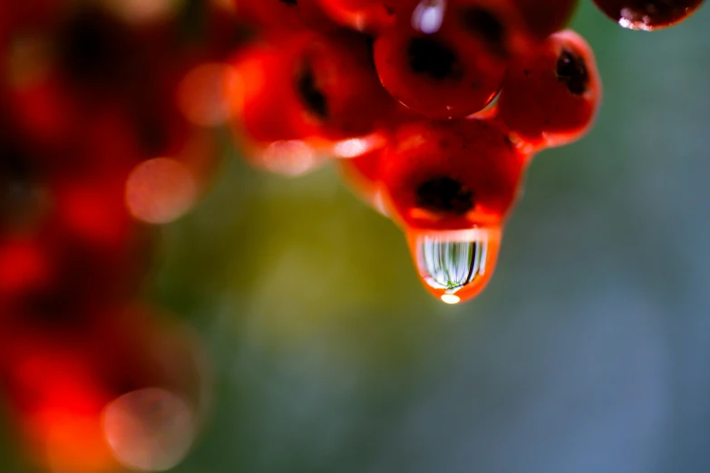 an upside down image of red flower petals