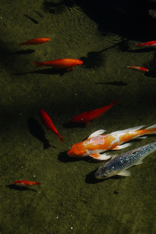 group of koi fish swimming in a pond