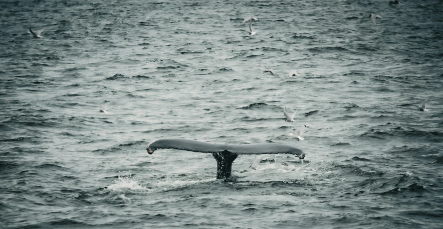 a whale that has just hatch it's tail in the water